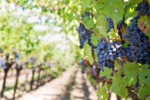 grapes-on-vineyard-during-daytime-39351